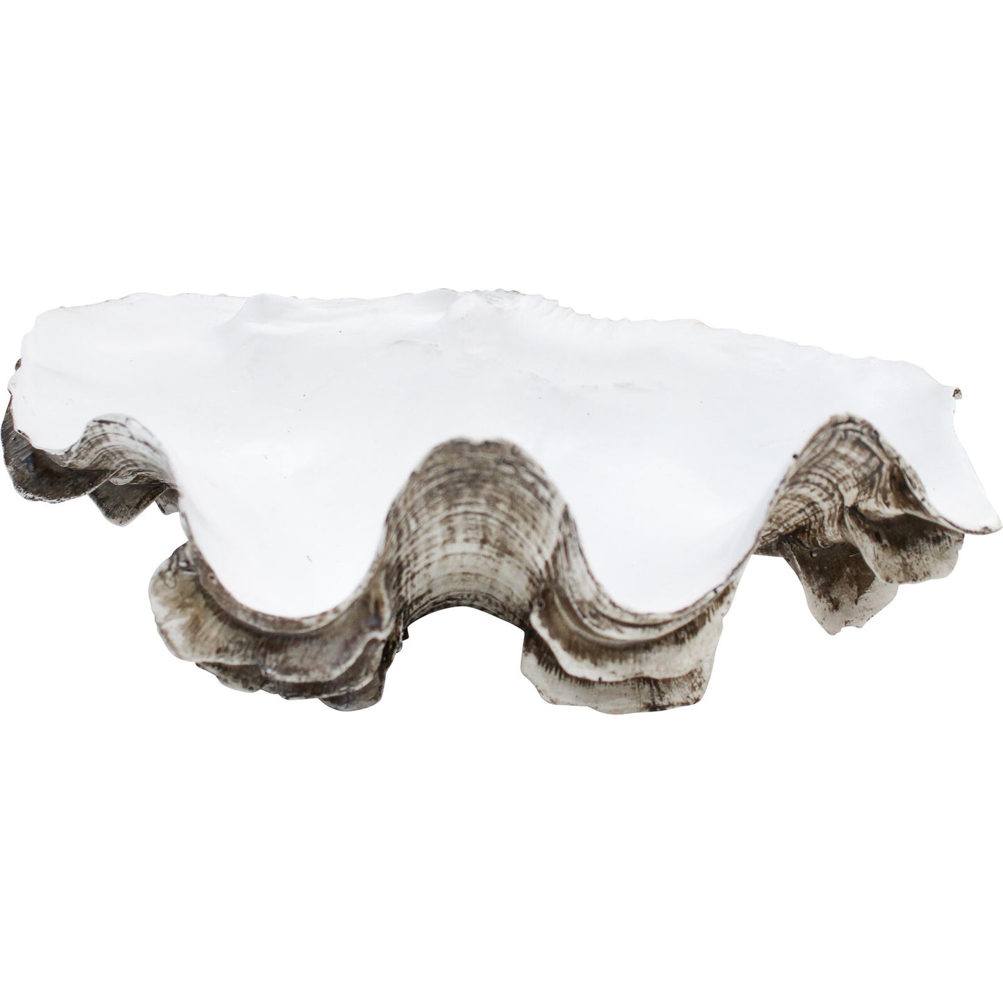 Clam Shell - Lavida Trading - 20x12.5x7.7cm